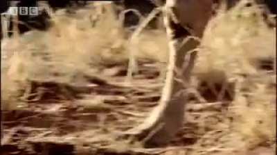 A Smilodon Hunting A Herd Of Camelops From BBC's 