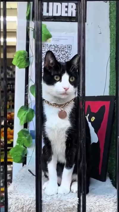 Investigación revela la presencia de gatos con trabajos en Argentina