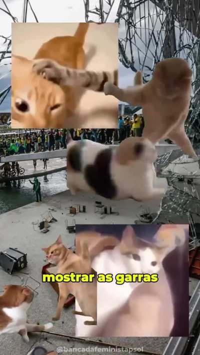 Explicando o julgamento de Bolsonaro com Gatinhos!