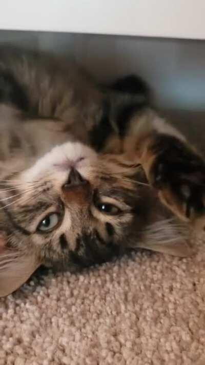 Cosmo sleepy squeaks