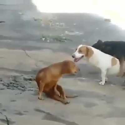 Sextou cachorrada!