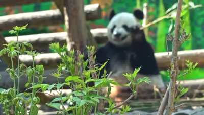 Panda Zhui from Moscow Zoo waves bamboo like an artist with a brush