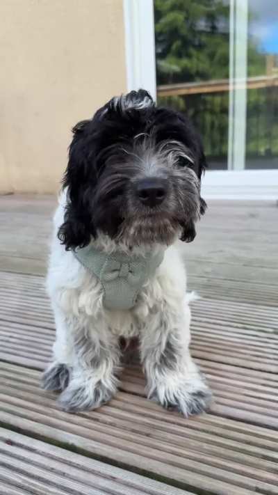 Reggie is now 15 weeks old, today I can finally take him out to explore the big world, and tomorrow he will have his first hair cut 🥰