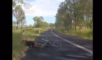 Beware wild animals of Australia..