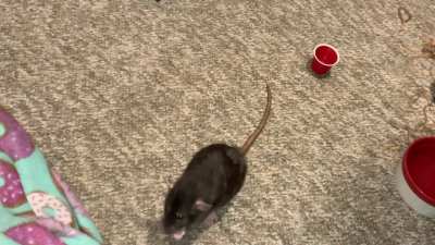 My sweet pet rat Cracker is learning to stack cups!