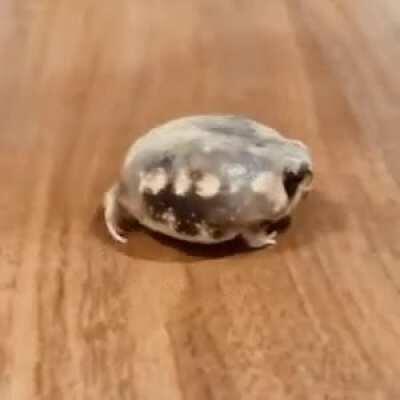 I wanna post in some chat subs so here, have a common rain frog y'all!