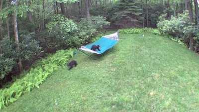 Just some baby bears and a hammock.