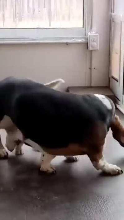 Patient dog teaches puppy how to use the pet door