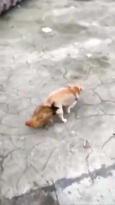 Will the result be a dicken or a chog?