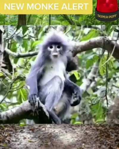 URGENT: NEW MONKEY DROP