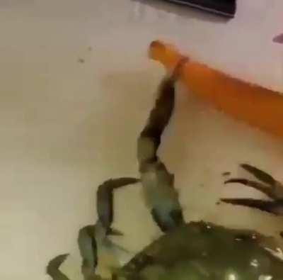 MR.CRABS NOOOOOOO
