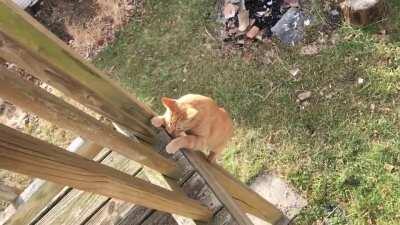 Not our cat, but we love him!