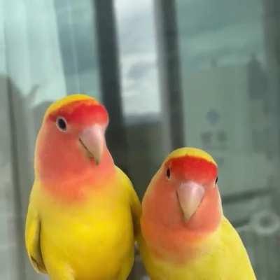 Lovebirds 🥺
