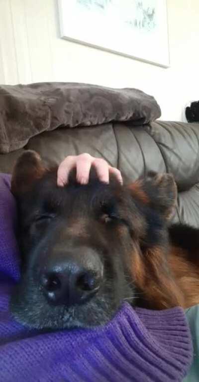 My dog loves head scratches
