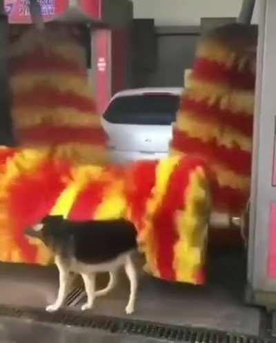 Good boi getting some automatic scratchies.