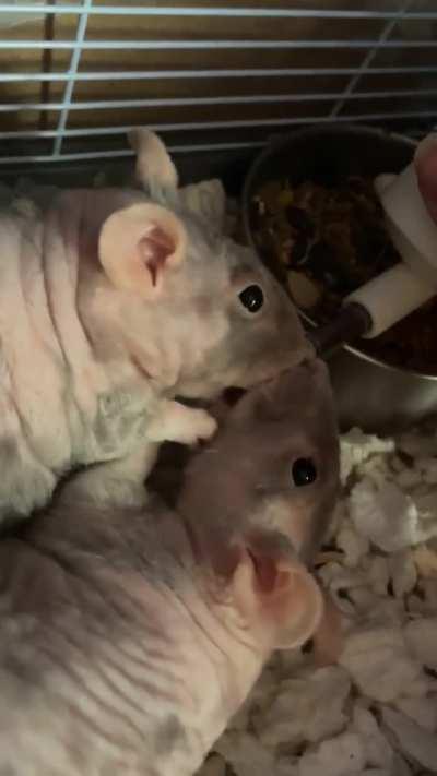 Do your rats do this?