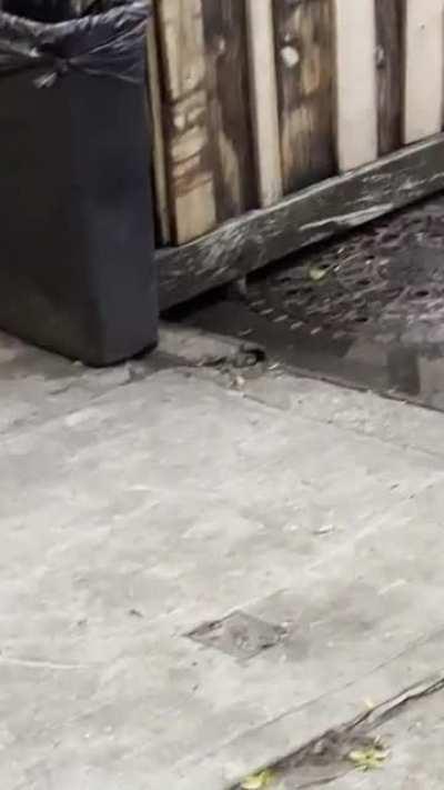Rats found a place to live under the sidewalk dining structure