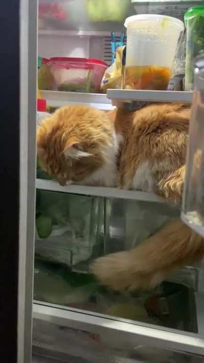 I just found this sub and I think I live with an orange brain cell