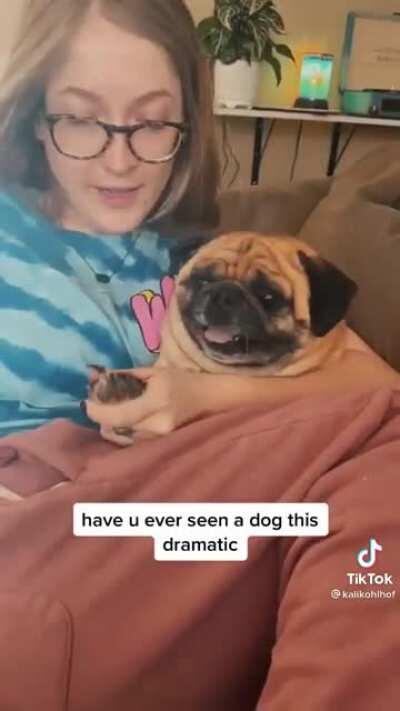 The most dramatic dog!