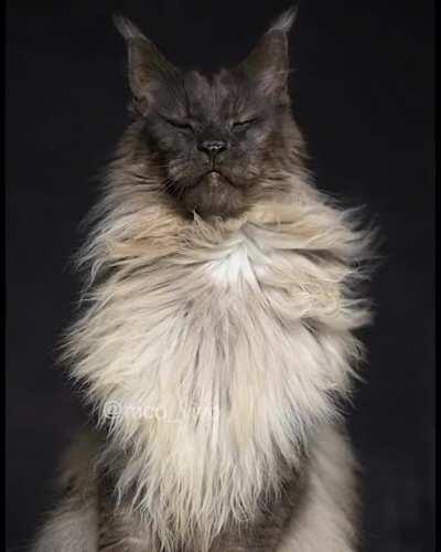 🔥 Majestic maine coon
