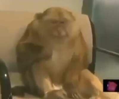 A monkey sneezing