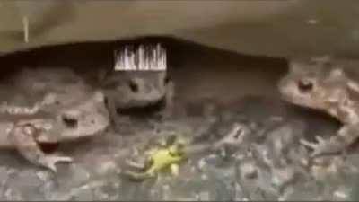 the Pringle is under the couch since 1997