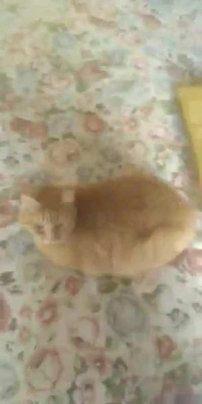 Touch activated kitty says: