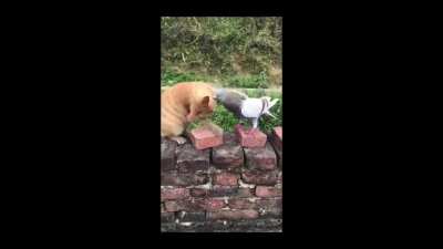 Melhor luta de todos os animes