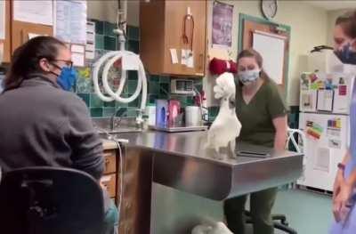 I was watching the stream while my pet bird was getting checked up and he wanted to watched the stream intro stream wit me 🤦🏾‍♂️