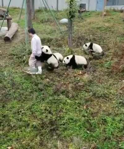 A day in the life of a panda caretaker