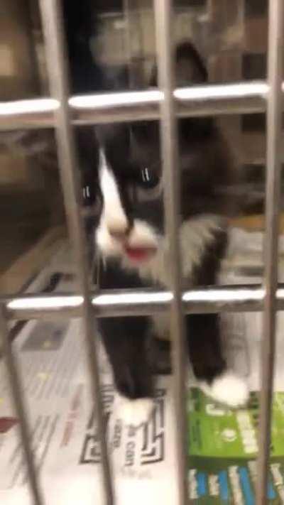 this cell mate i met at work awhile back is trying to prove his innocence of being illegally smol