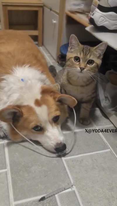 Cat refuses to leave dog's side ever since he's been ill..