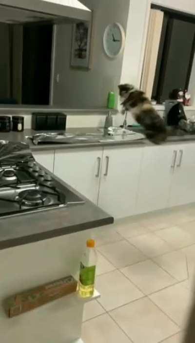 Cat proof tinfoil topped counters