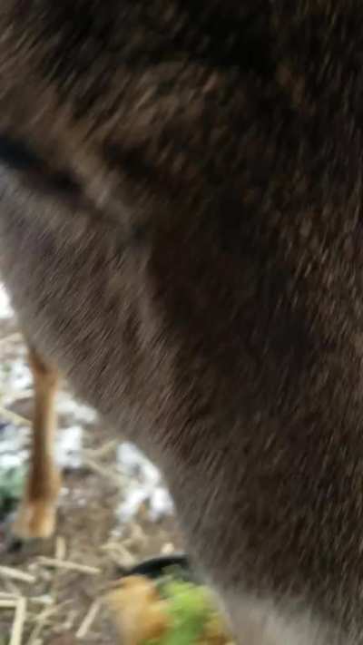 Feeding Sassafras pt 2.