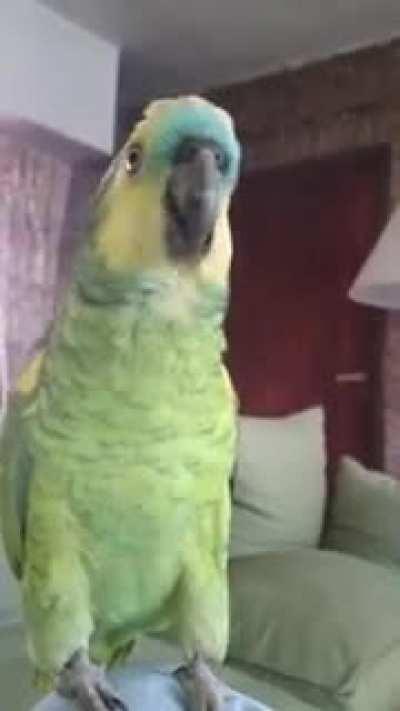 Pajaro whatsapp 😱