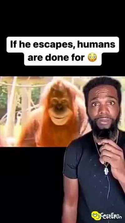 This orangutan is planning something 😲