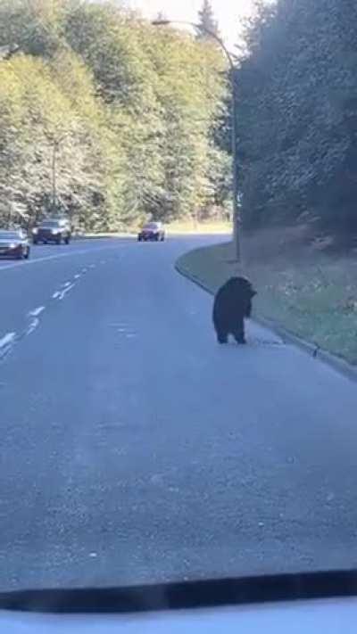 the little bear is distracted by a balloon instead of crossing. mama bear comes back for him