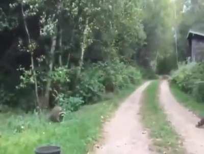 A cultured modern day pied piper accumulating an army of trash pandas