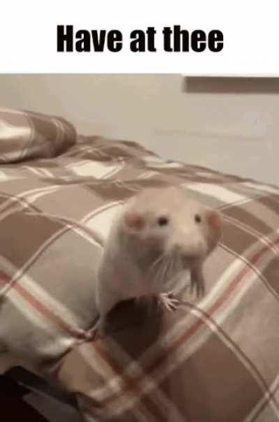 Any rats up rn (im bored and wanna chat with some peeps)