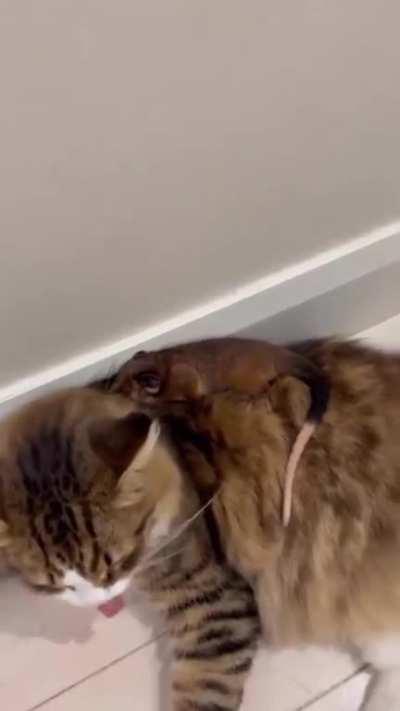 This kitty has adopted a juvenile possum and lets him ride around on her as its mother would