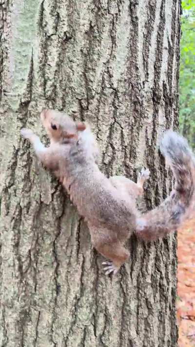 tHe LaSt ViDeO tAkEn BeFoRe TrAgEdY sTrIkEs