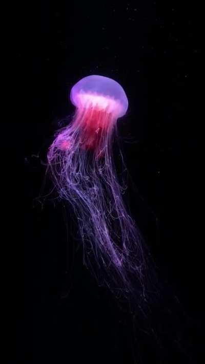 Lion’s mane jellyfish