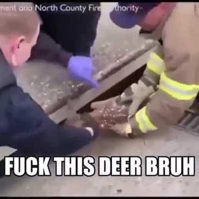 fuck this deer bruh