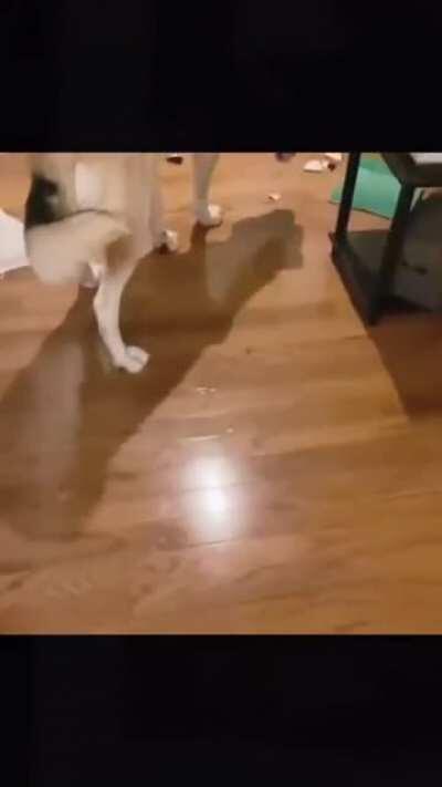 I’m so happy for a new bone . Oh no what have I done. Sorry got to go