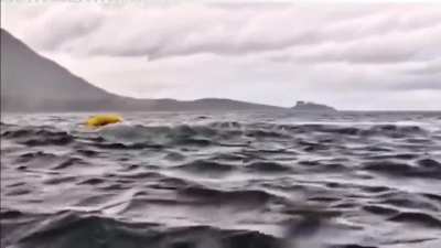 Dad films as his son is swallowed and then spit out by a whale