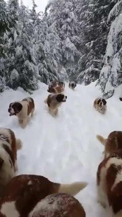 25 IDENTICAL fluffy dogs 🐕 🐶 in SNOW ❄️