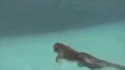 ooo ooo ahah where is swordfish?