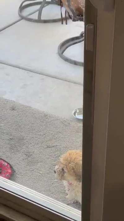 Dog teaches puppy how to use the dog door