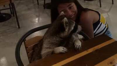 Video taken in a raccoon cafe in Busan, Korea. Sept 2019.