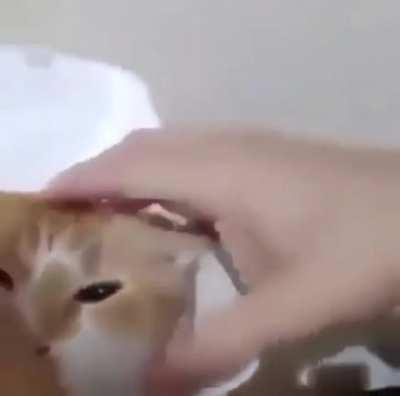InNoCeNt CaT gEtS HaMbUrG’d